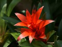 Bromelie im Victoriahaus - Mortella Garten